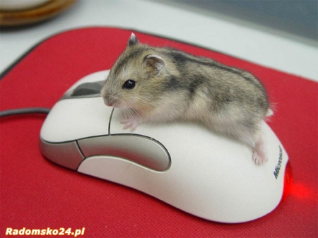 na myszce